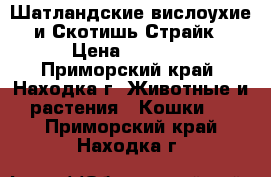 Шатландские вислоухие и Скотишь Страйк › Цена ­ 1 000 - Приморский край, Находка г. Животные и растения » Кошки   . Приморский край,Находка г.